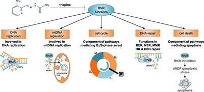 Phase I Trial of Triapine–Cisplatin–Paclitaxel Chemotherapy for Advanced Stage or Metastatic Solid Tumor Cancers